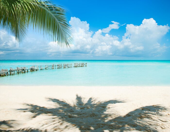 Bild Sonne Meer und Palmen