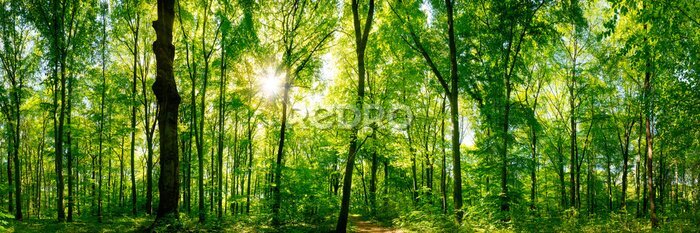 Bild Sonne scheint durch Äste in einem grünen Wald