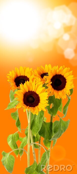 Bild Sonne und Blumen