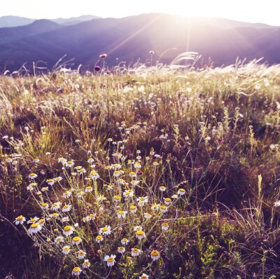 Sonne und Feldblumen