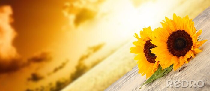 Bild Sonne und orange Blumen