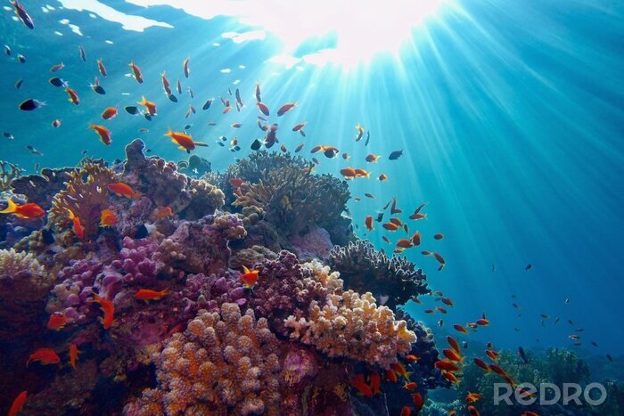 Bild Sonne unter Wasser und Korallenriff