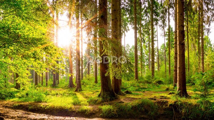 Bild Sonne zwischen den Bäumen im grünen Wald im Frühling Landschaft