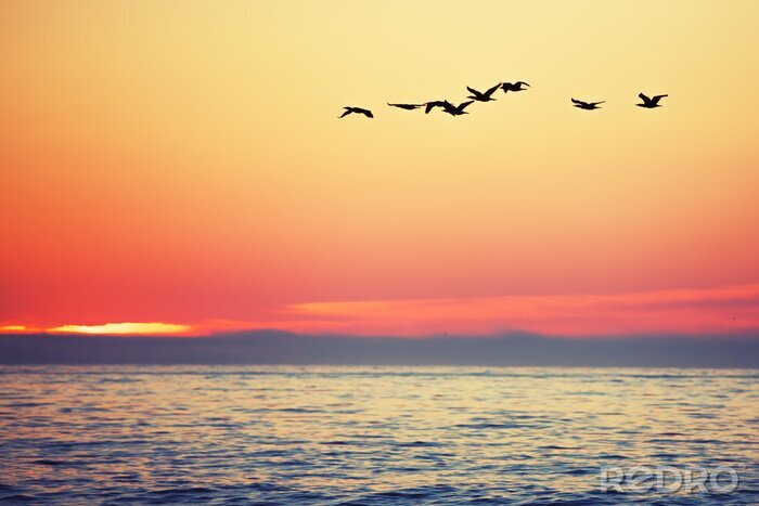 Bild Sonnenaufgang und Vögel am Meer