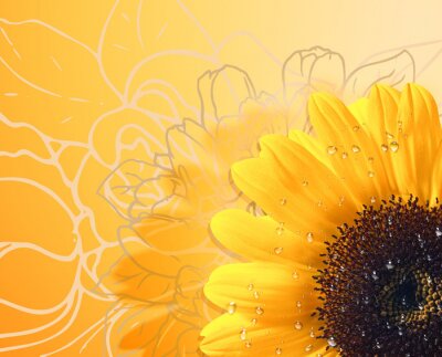 Bild Sonnenblume auf grafischem Motiv