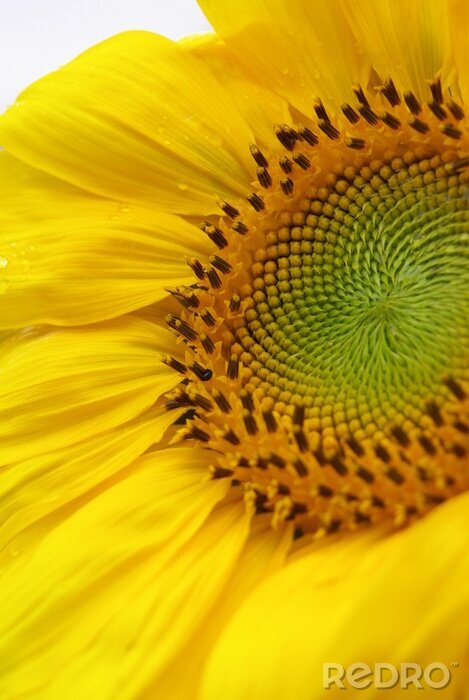 Bild Sonnenblume auf Makrofotografie