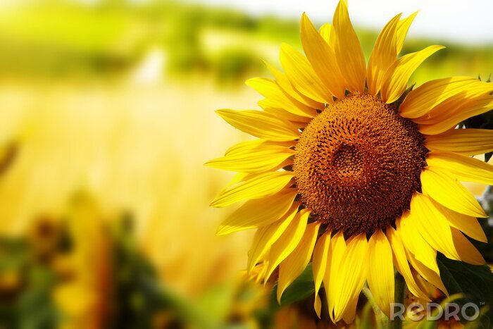 Bild Sonnenblume auf toskanischem Feld