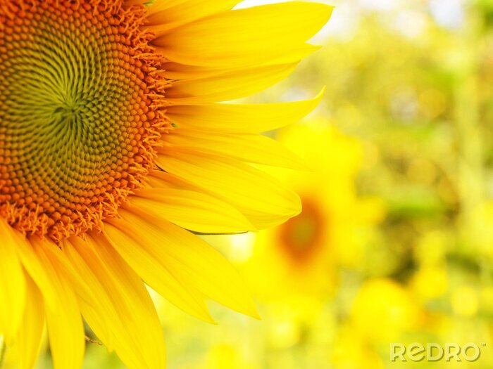 Bild Sonnenblume auf verschwommenem Hintergrund