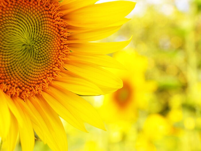 Bild Sonnenblume auf verschwommenem Hintergrund