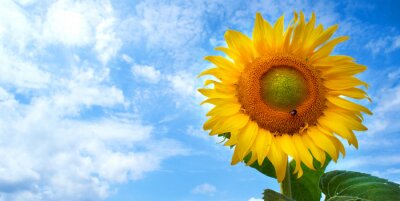 Sonnenblume aus Froschperspektive