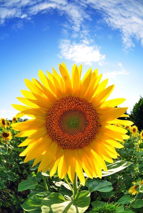 Bild Sonnenblume Fisheye-Aufnahme