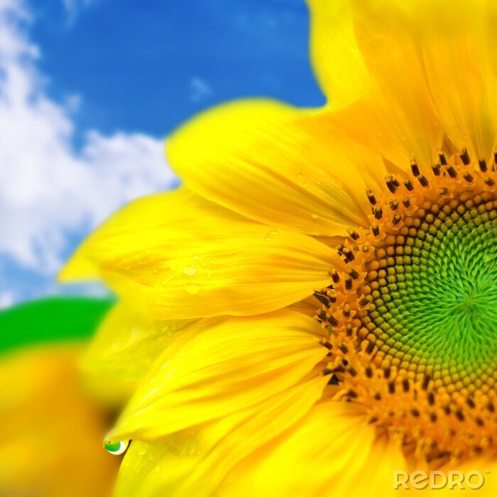 Bild Sonnenblume im Makro-Stil
