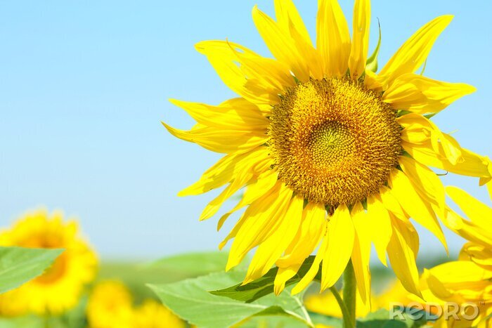 Bild Sonnenblume in hellen Tönen