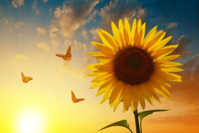 Sonnenblume und Schmetterlinge vor dem Hintergrund des Himmels