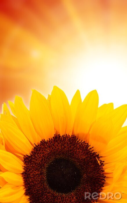 Bild Sonnenblume vor dem Hintergrund der Sonne