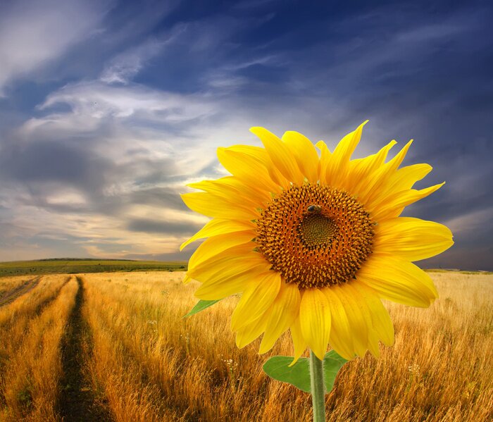 Bild Sonnenblume vor dem Hintergrund der stürmischen Wolken
