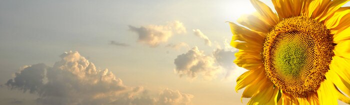 Bild Sonnenblume vor dem Hintergrund der Wolken