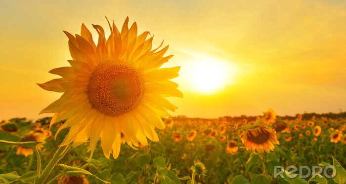 Bild Sonnenblume vor dem Hintergrund des Feldes