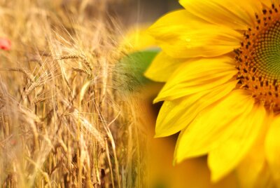 Bild Sonnenblume vor dem Hintergrund des Getreides