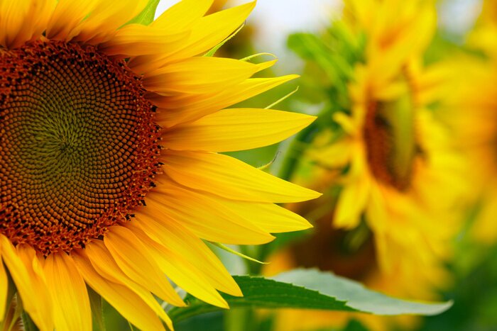 Bild Sonnenblumen auf dem Feld im Sommer