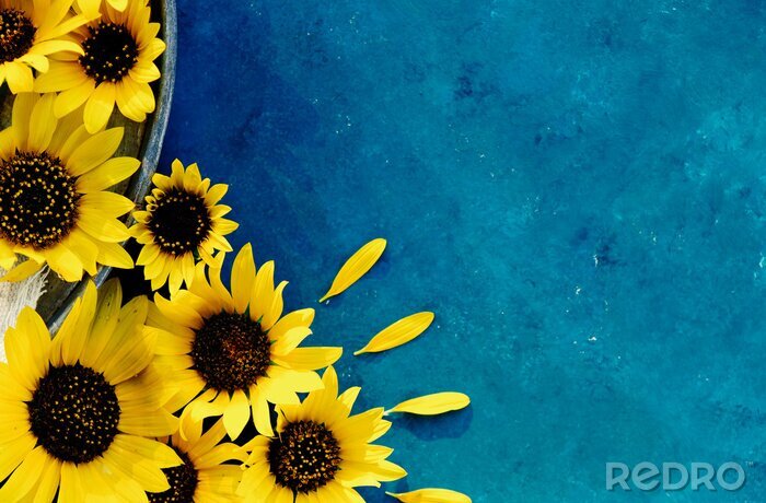Bild Sonnenblumen auf dunkelblauem Hintergrund
