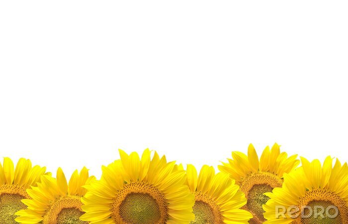 Bild Sonnenblumen auf einem weißen Hintergrund