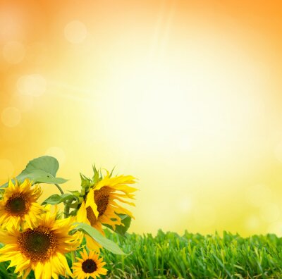 Bild Sonnenblumen auf grünem Gras