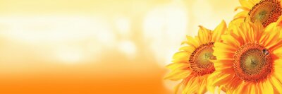 Sonnenblumen auf orange Hintergrund