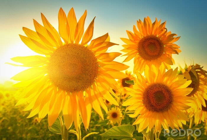 Bild Sonnenblumen bei Sonnenaufgang