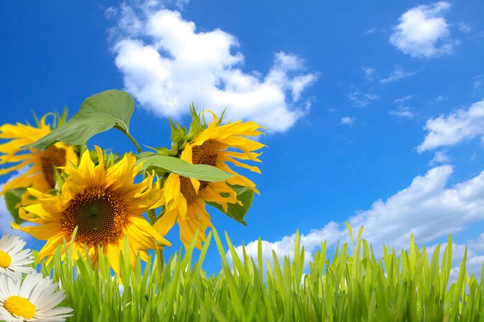 Bild Sonnenblumen Gras und Himmel