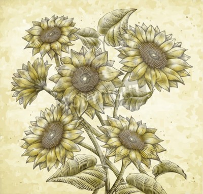 Bild Sonnenblumen im gealterten Stil