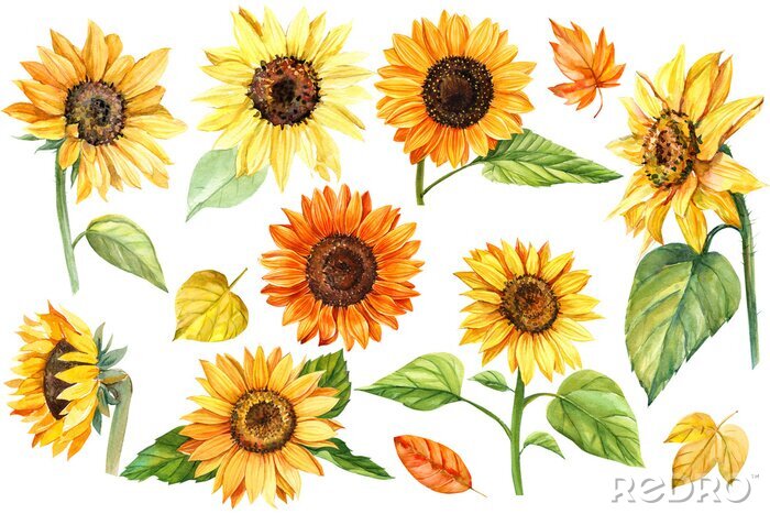 Bild Sonnenblumen in verschiedenen Motiven