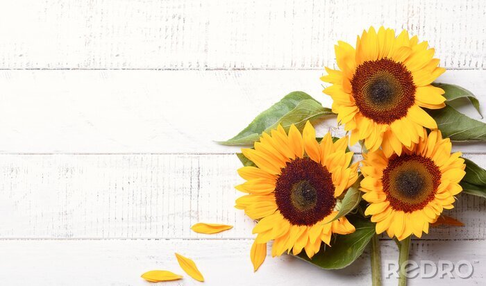 Bild Sonnenblumen vor dem Hintergrund weißer Bretter