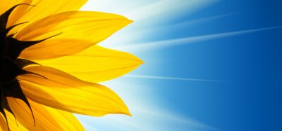 Bild Sonnenblumenblüte vor blauem Himmel