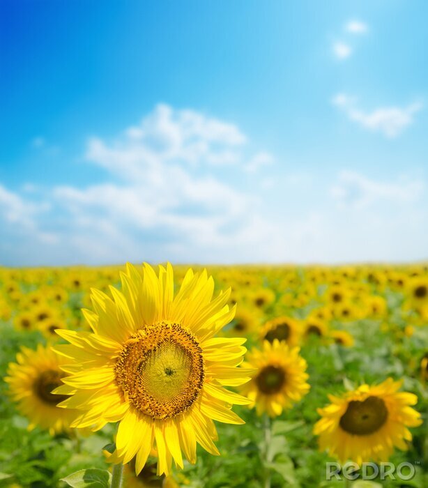 Bild Sonnenblumenfeld aus nächster Nähe