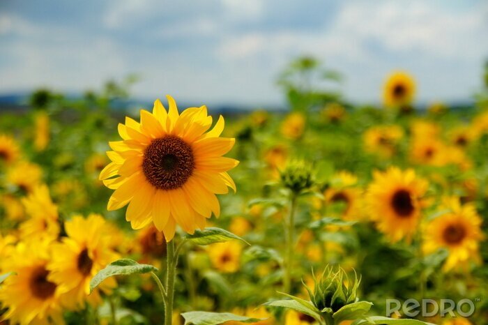Bild Sonnenblumenfeld im Sommer