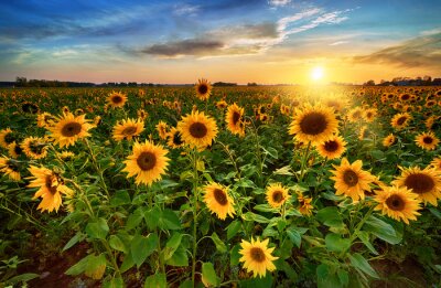 Sonnenblumenfeld vor dem Hintergrund der untergehenden Sonne