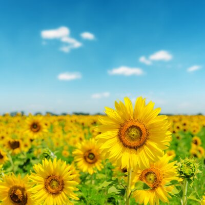 Bild Sonnenblumenfeld vor dem Hintergrund des Himmels