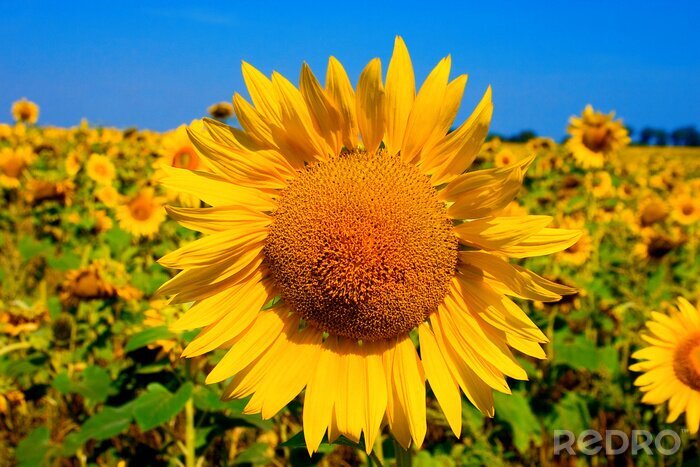 Bild Sonnenblumenfeld vor dem Hintergrund des klaren Himmels