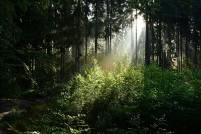 Bild Sonnenlicht im Wald