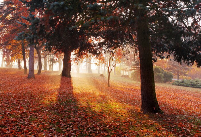 Bild Sonnenschein zwischen Bäumen