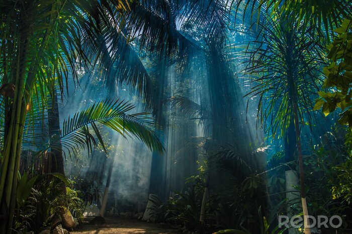 Bild Sonnenstrahlen im Dschungel