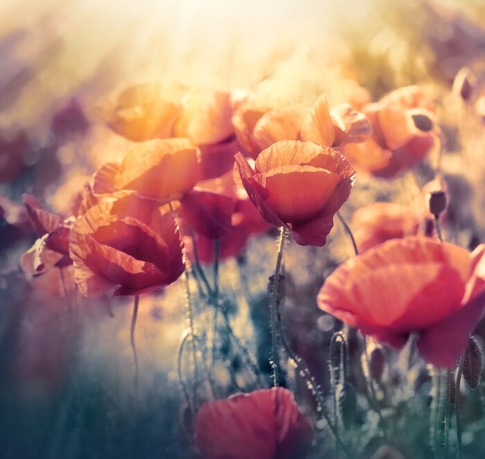 Bild Sonnenstrahlen inmitten der Mohnblumen