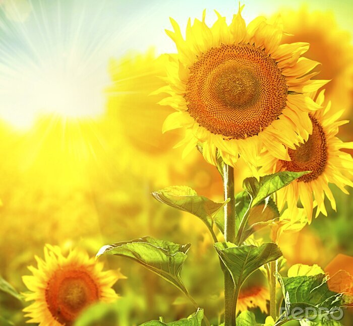 Bild Sonnenstrahlen inmitten der Sonnenblumen