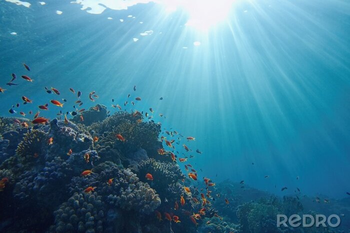 Bild Sonnenstrahlen unter Wasser