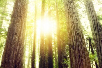 Sonnenstrahlen zwischen Bäumen