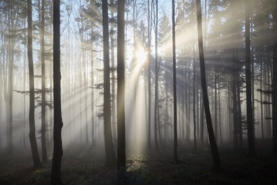Fototapete Sonnenstrahlen zwischen Bäumen im nebligen Wald
