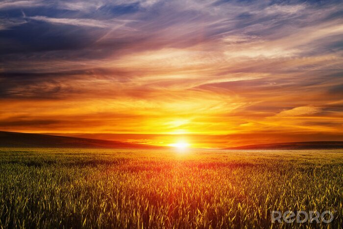 Bild Sonnenuntergang über Feld