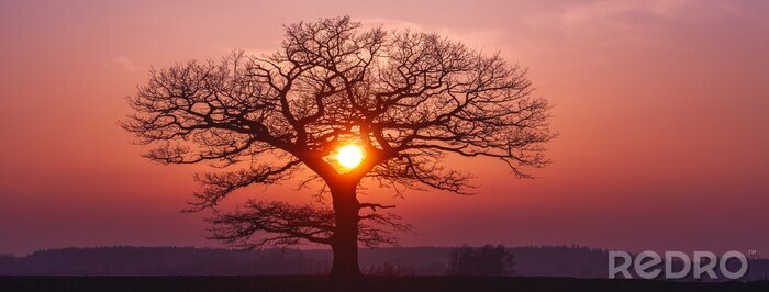 Bild Sonnenuntergang und Baum