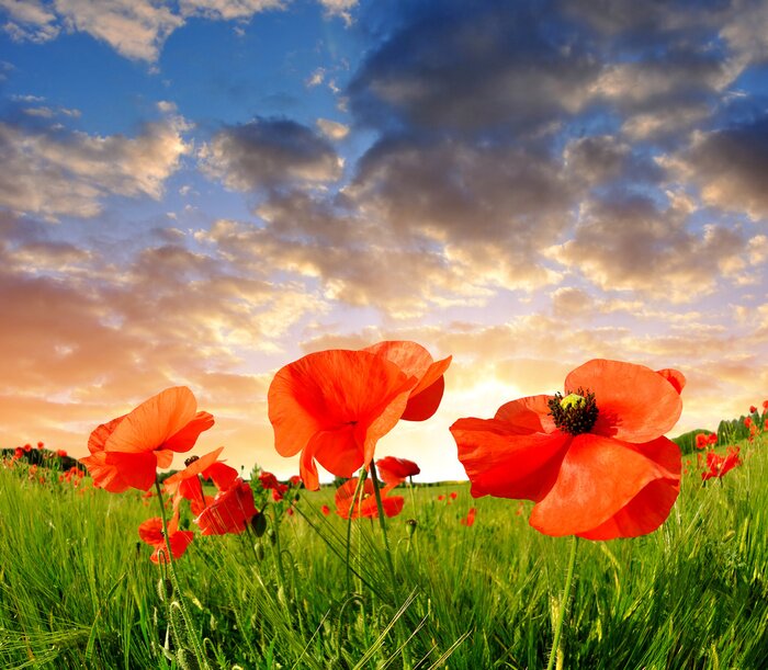 Bild Sonnenuntergang und Mohnblumenfeld